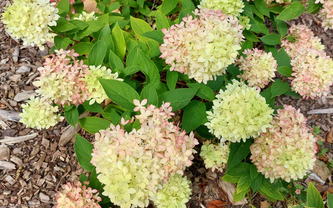 paniculata ‘Bee Green’