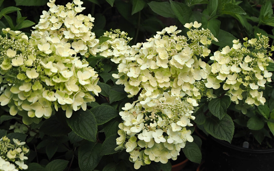 paniculata ‘Bee Happy’