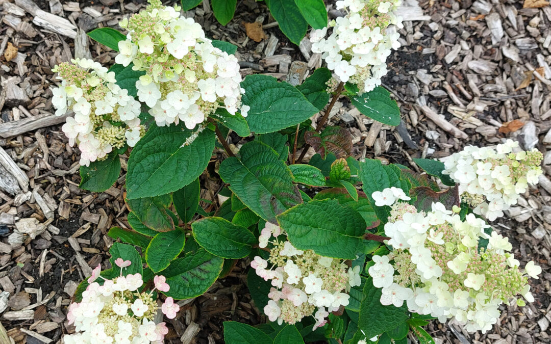 paniculata ‘Bee Sweet’