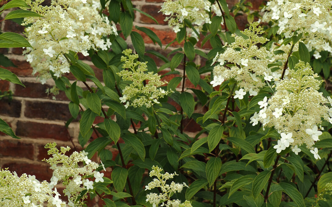 paniculata ‘Big A’