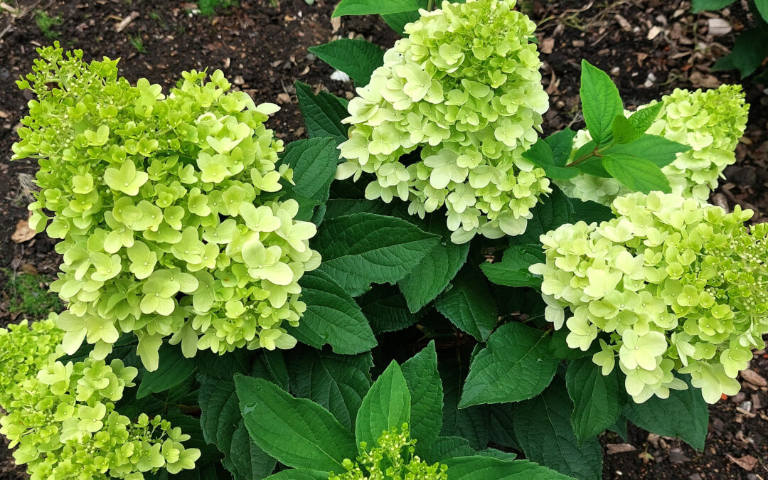 paniculata Bonfire