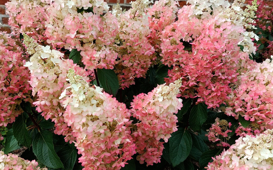 paniculata Candlelight