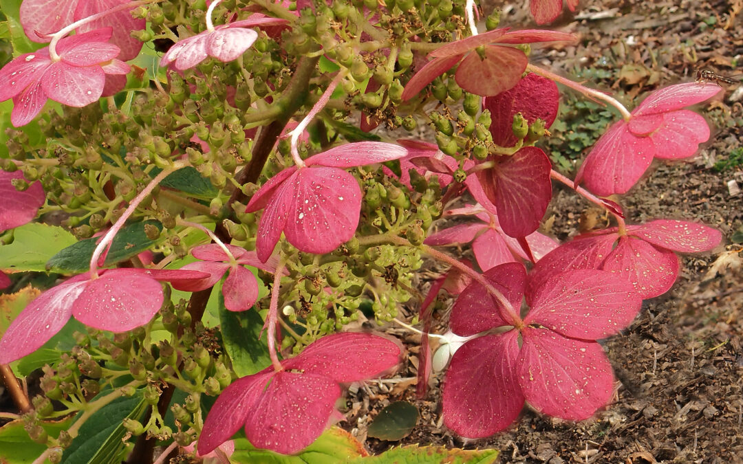 paniculata Destel Beauty