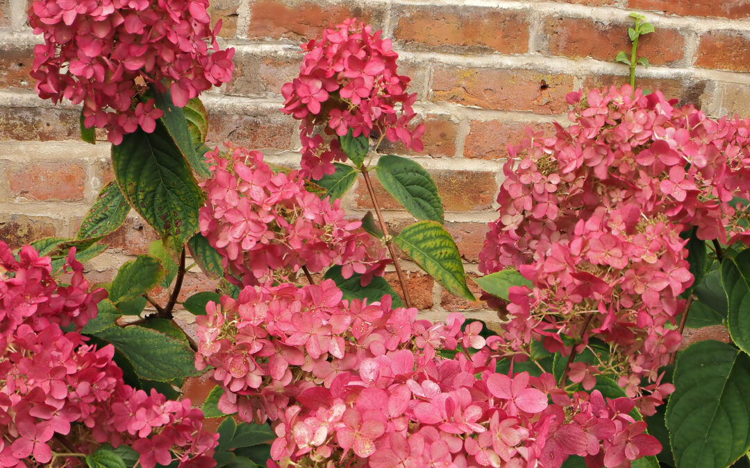 paniculata Firelight