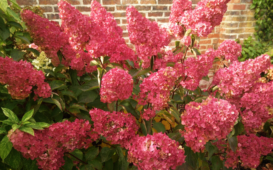 paniculata Fraise Melba