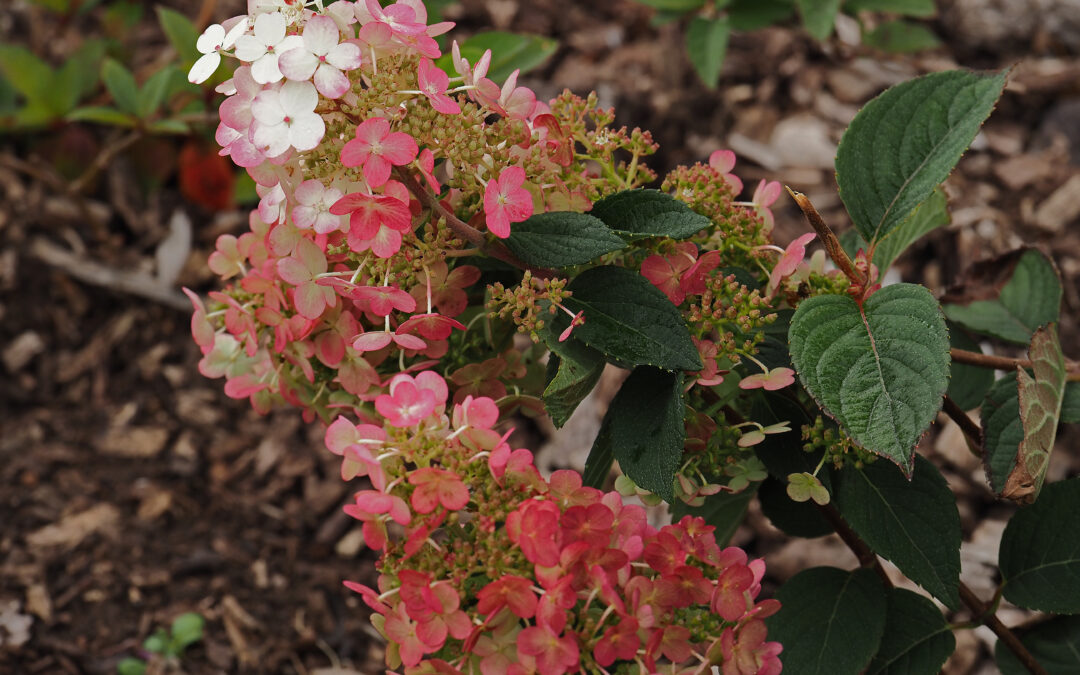 paniculata Framboisine