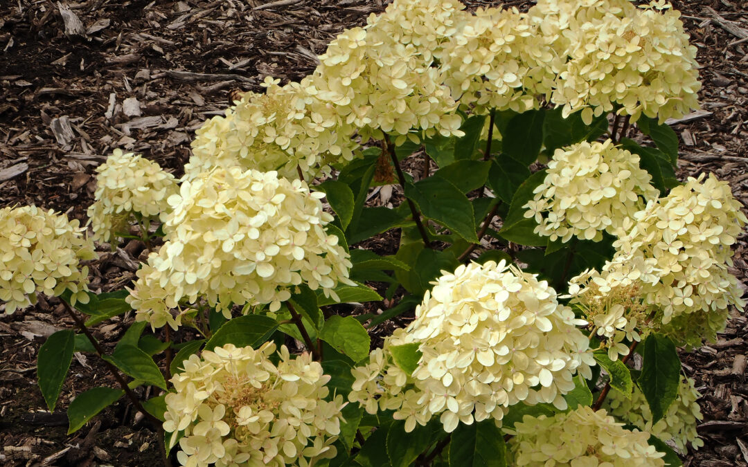 paniculata ‘Greenlight’