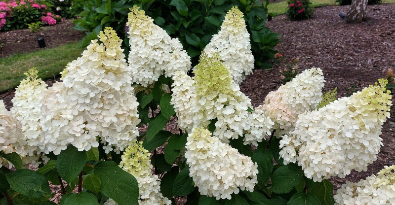 paniculata Hercules