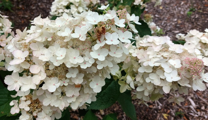 paniculata Lady Babopielka