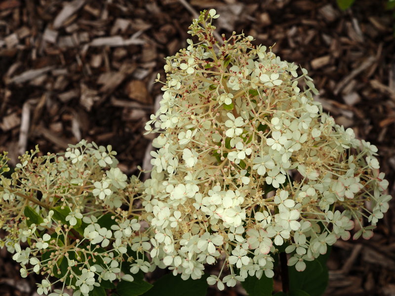 paniculata Little Alf