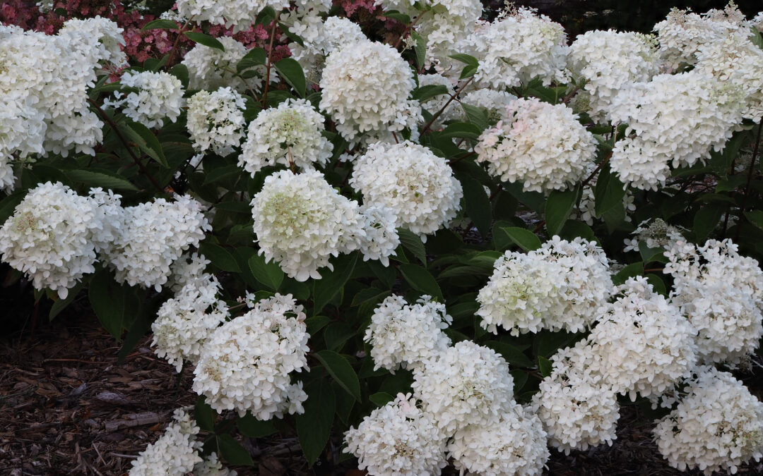 paniculata Little Lamb