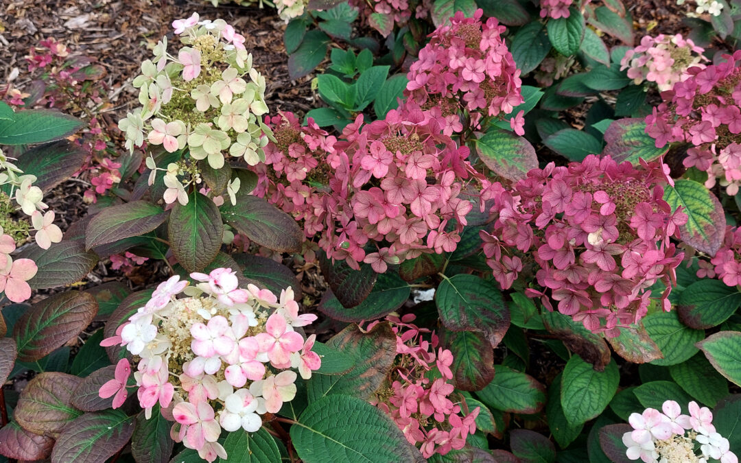 paniculata Little Quickfire