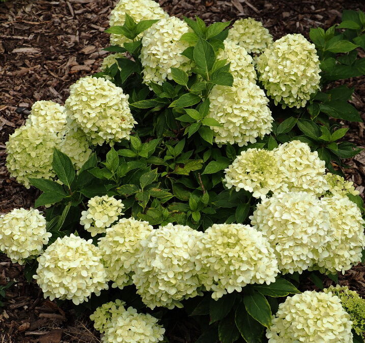 paniculata Little Spooky