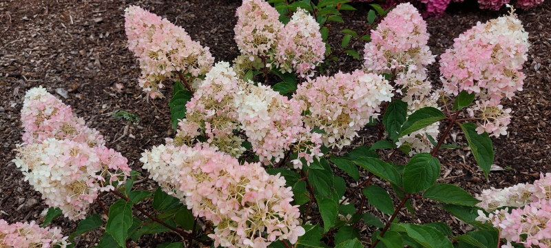 paniculata Magical Andes