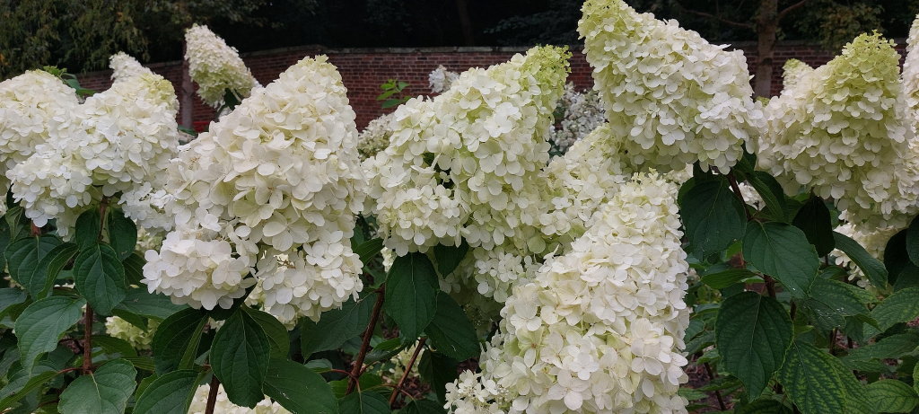 paniculata Magical Mont Blanc