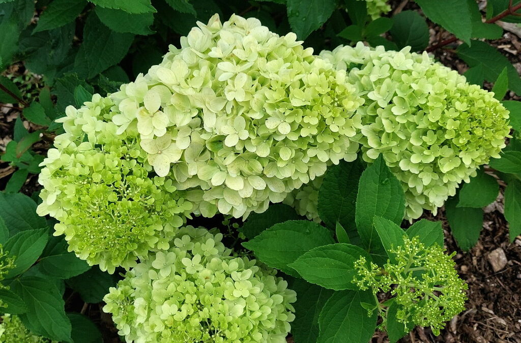 paniculata Mojito