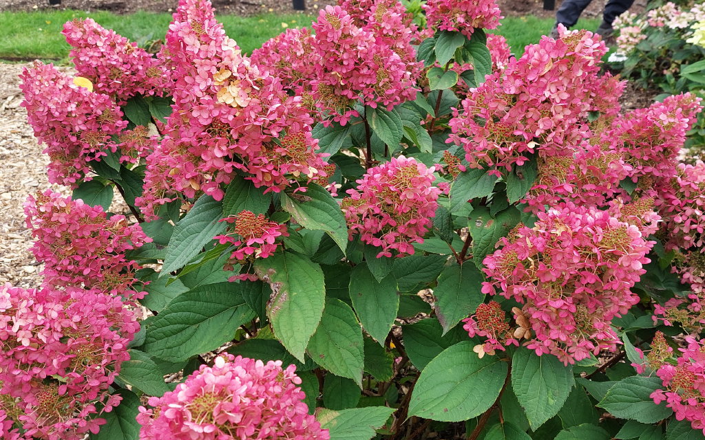 paniculata Pandria