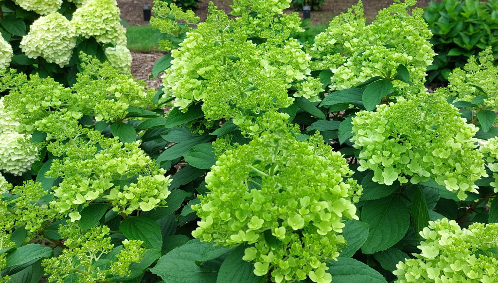 paniculata Panenka