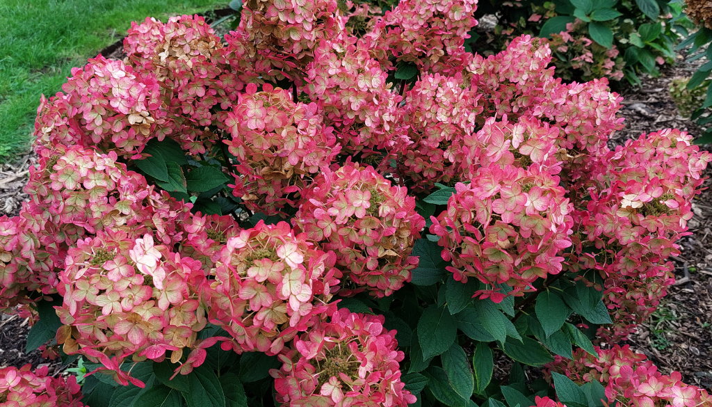 paniculata Panflora