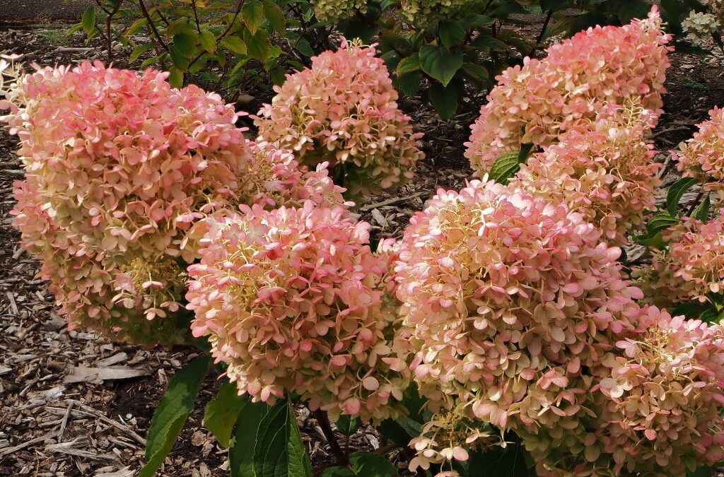 paniculata Pinkachu