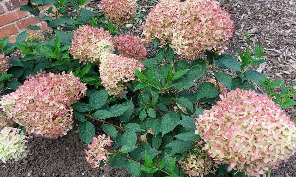 paniculata Pixio