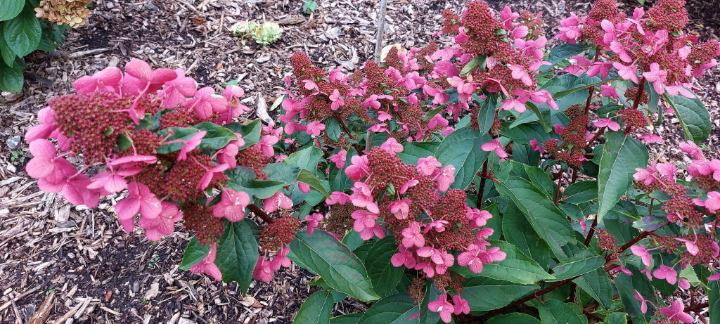 paniculata Prim Red