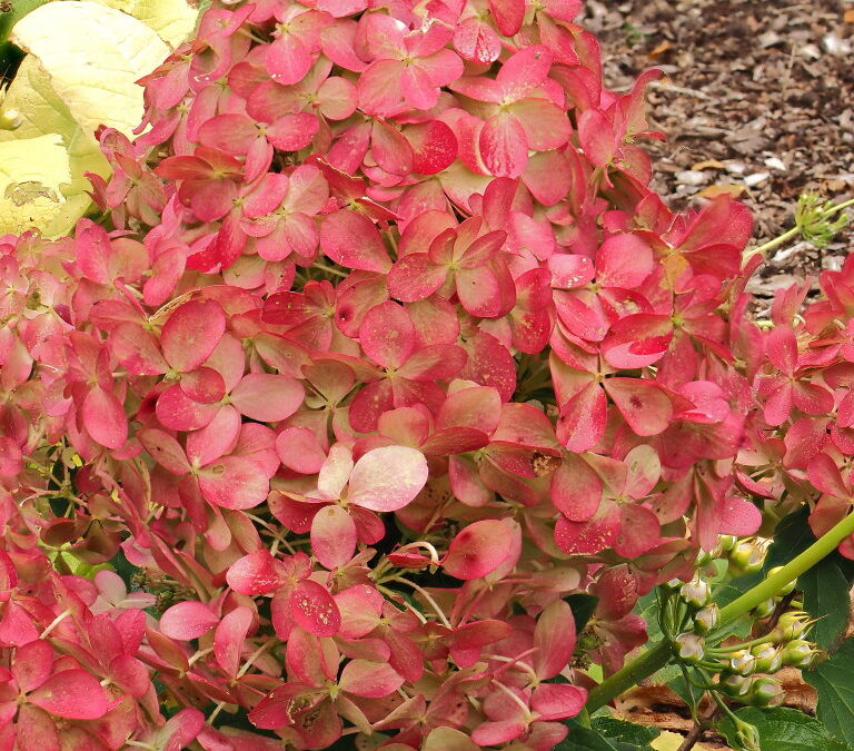 paniculata Quick Fire Fab