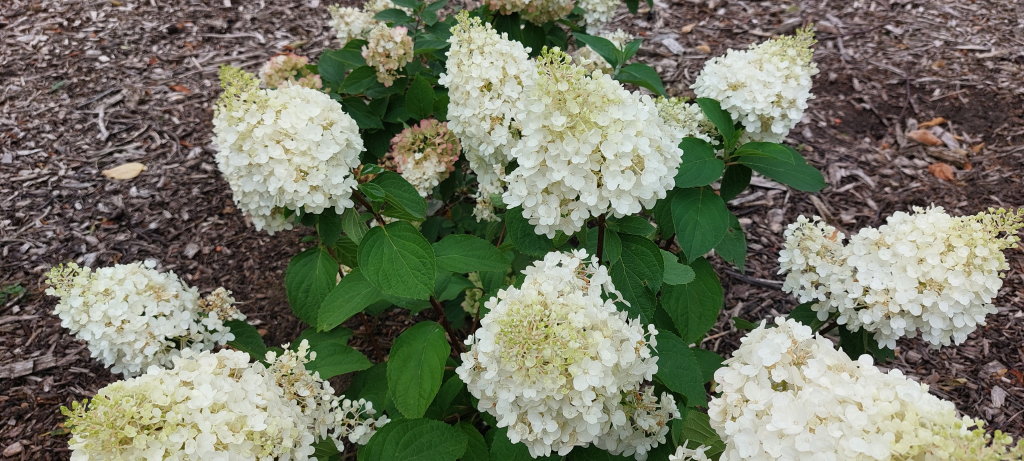 paniculata Red Velvet (Living series)