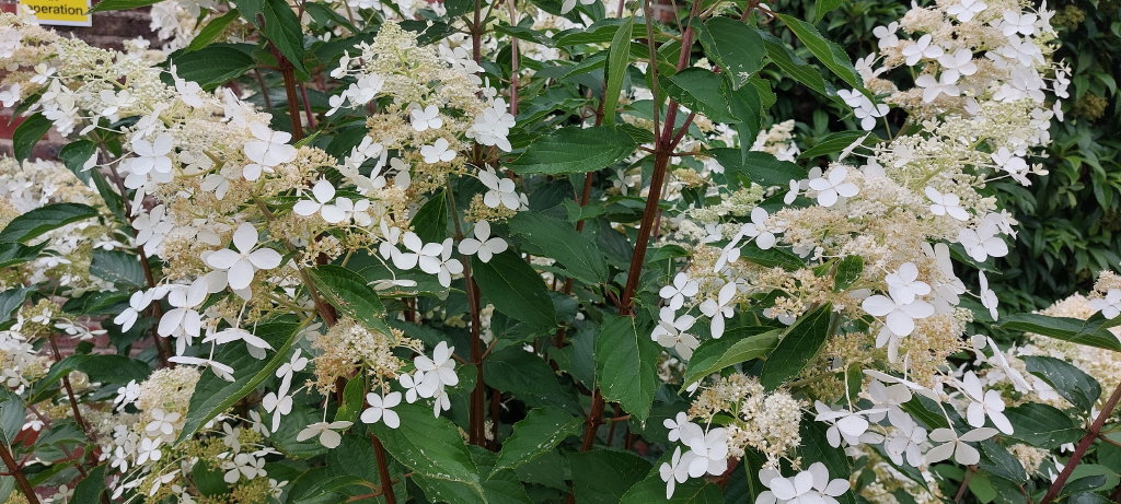 paniculata Richards White