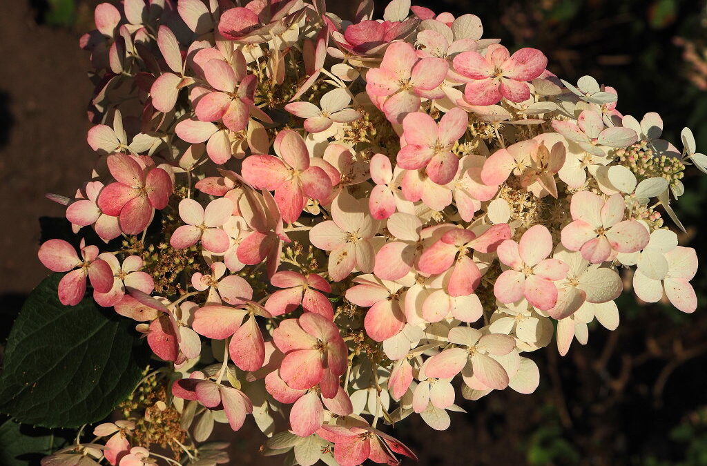 paniculata Ruby II