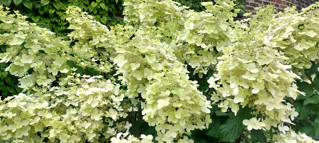 paniculata Savill Lace