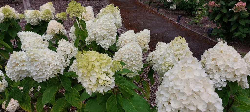 paniculata Summer Snow (Living series_