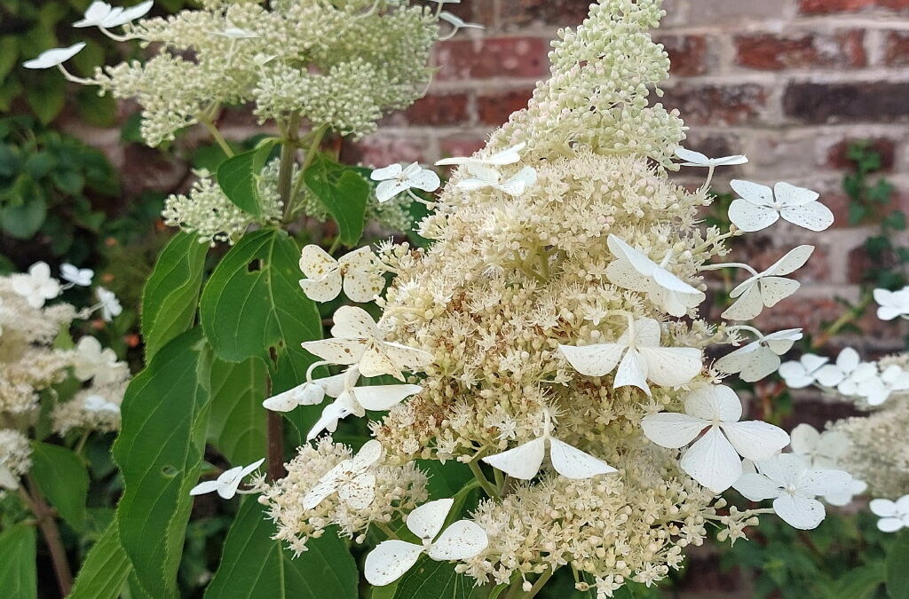 paniculata TM10229