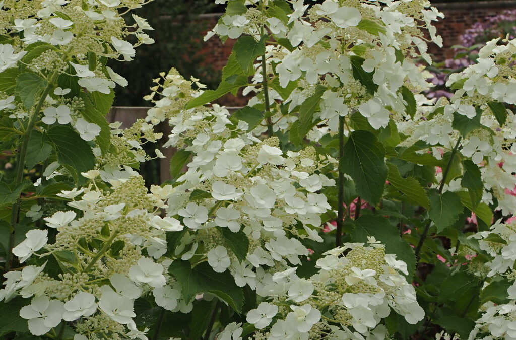 paniculata Venus