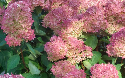 2025 Hydrangea paniculata assessment – the results are in