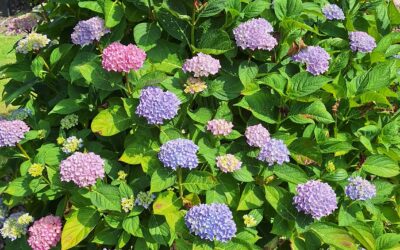 Walled Garden Opens on 30 June 2026
